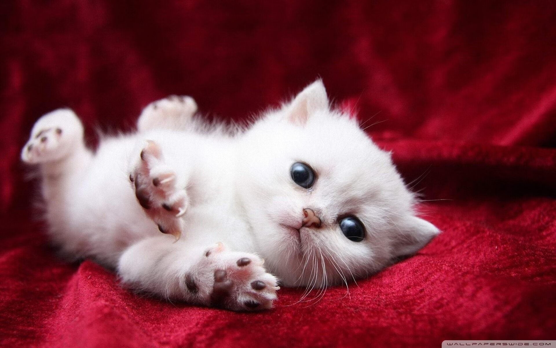 爆发之夜,布鲁诺闪耀助巴萨轻取哥斯达黎加