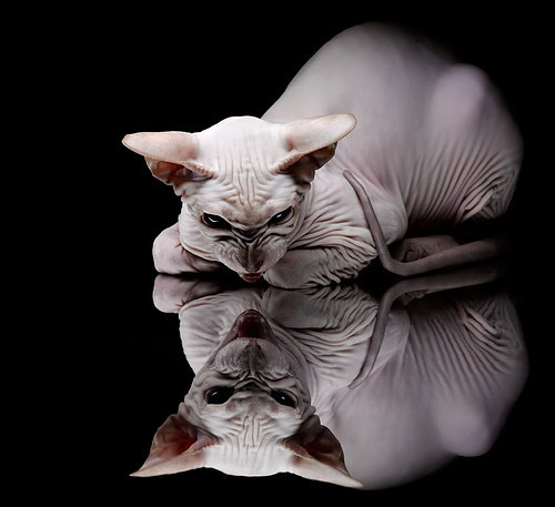 西甲国家德比之夜，爱德华兹彻底打爆防线，闪耀伯纳乌