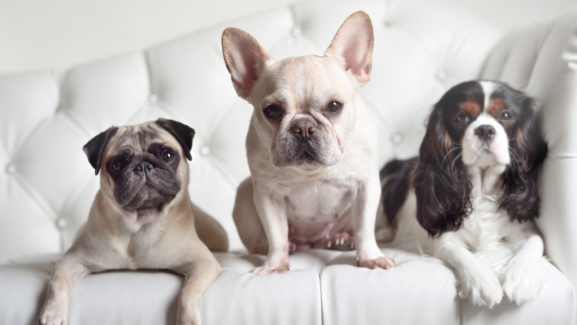 黄蜂毒刺刺破灰熊铁甲！德甲争冠终极战上演惊魂逆转