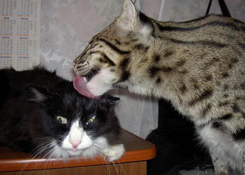 奥亚尔萨瓦尔爆发，塞内加尔强行终结新西兰—足球赛场的双重震撼