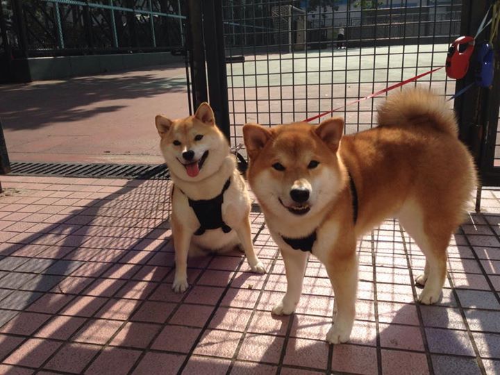 非洲雄狮掀翻蓝黑军团!罗德里,喀麦隆的非典型关键先生