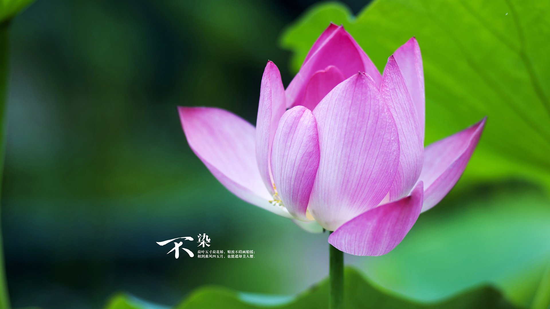 冰岛团队压制与梅西个人主宰,足球世界的两极荣耀