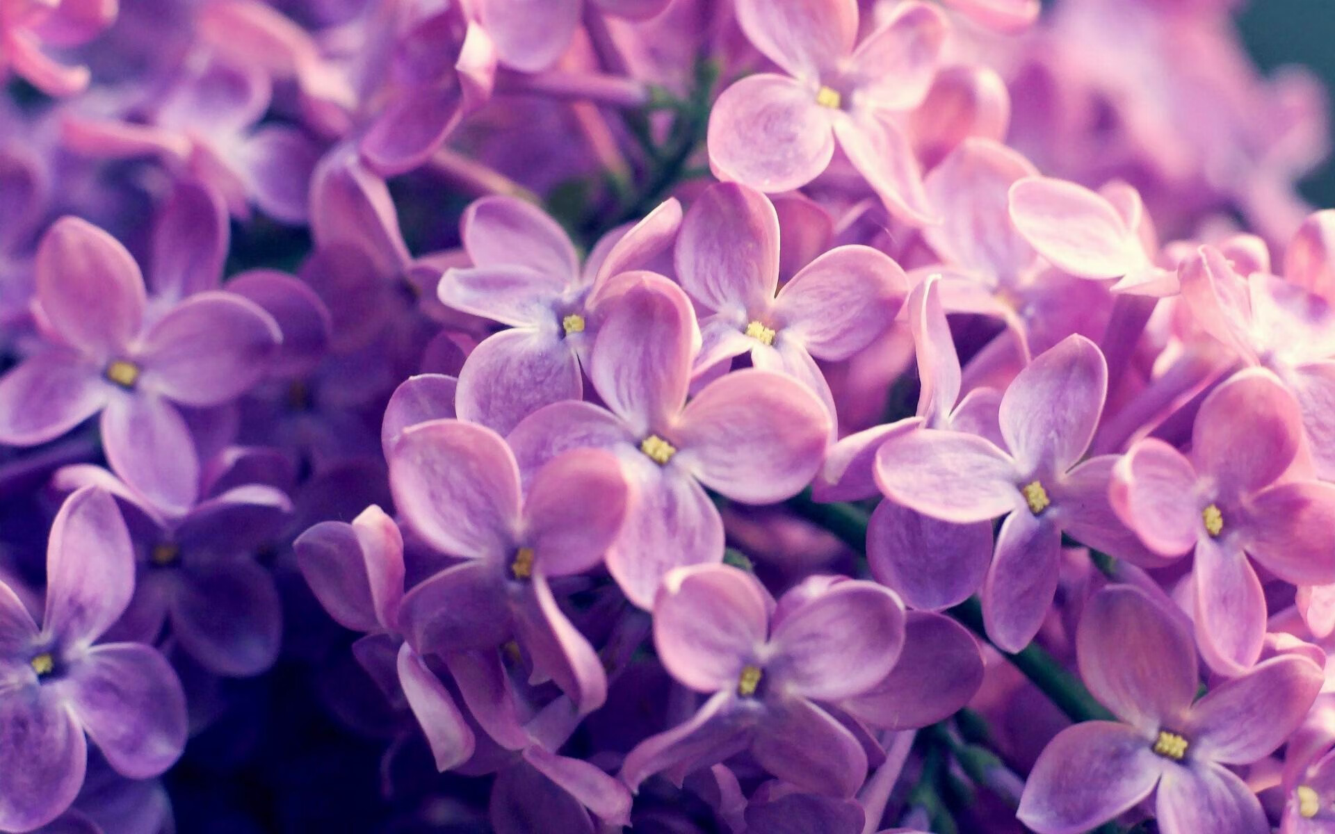 开拓者碾压广厦队，保罗统治级发挥定乾坤