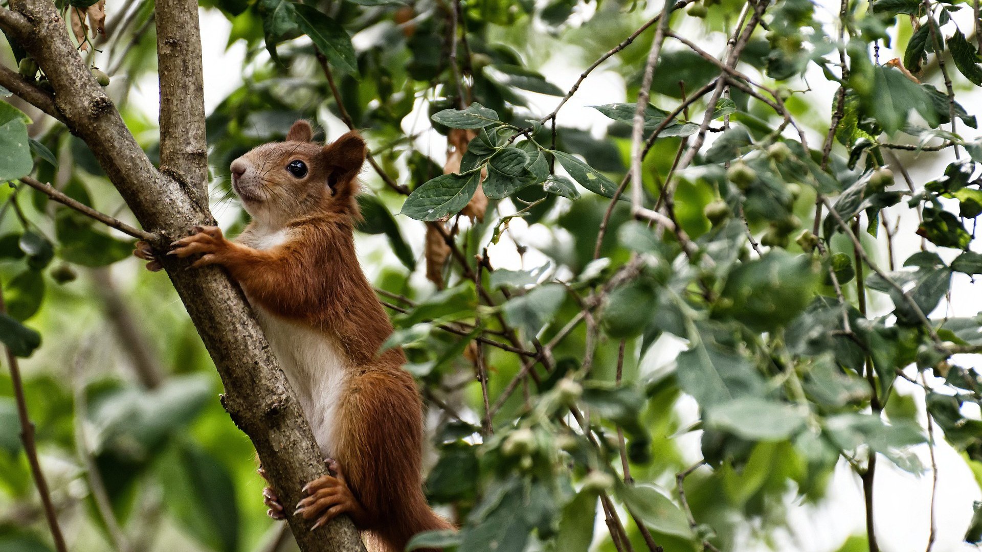 阿什拉夫魔法掌控，非洲雄狮轻取斗牛士，一场个人英雄主义与团队韧性的完美胜利