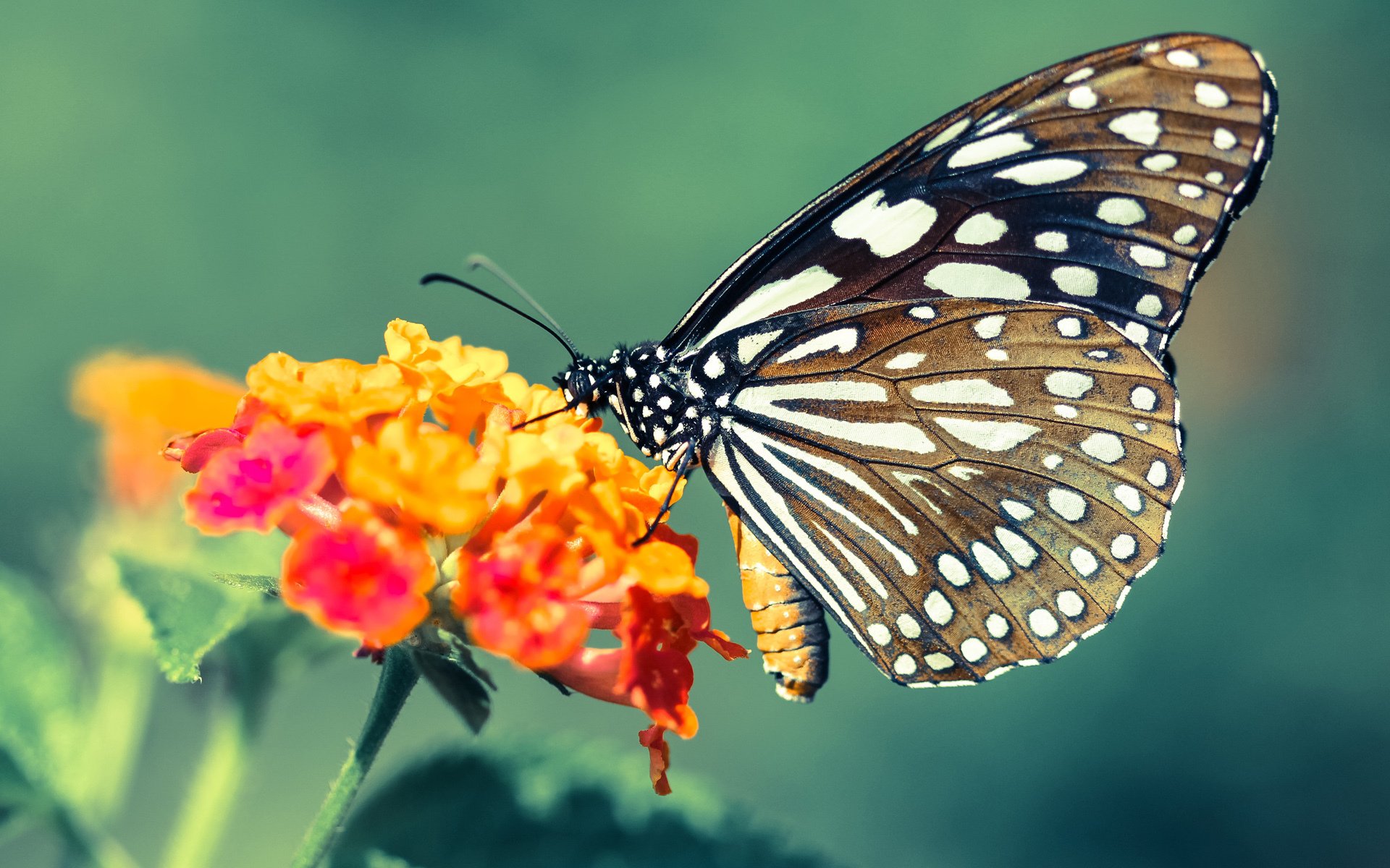 街头之王雷恩血洗波尔图！葡萄牙站成技术博弈与意志绞杀修罗场