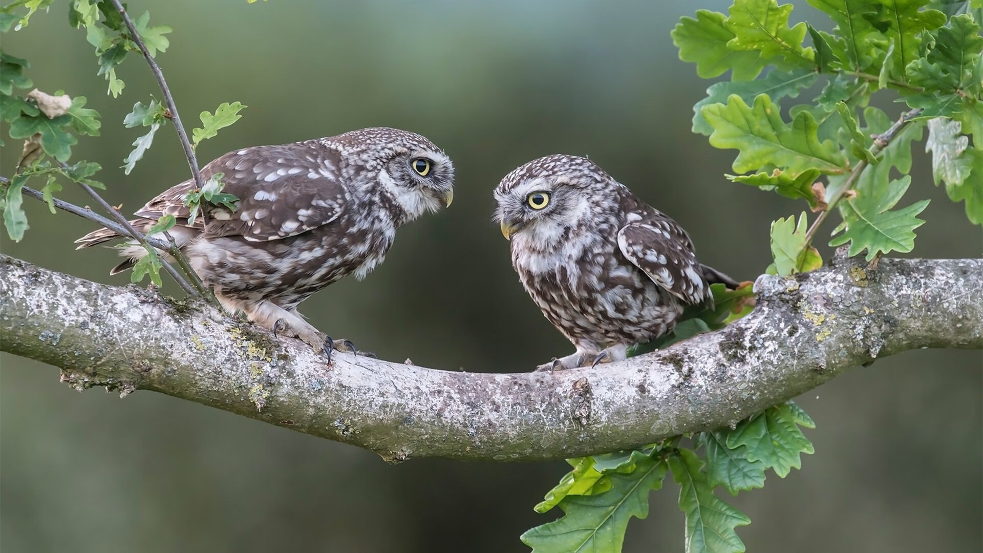 开云体育在线-里昂主场击溃马里，久保建英三次换位导演技术革命