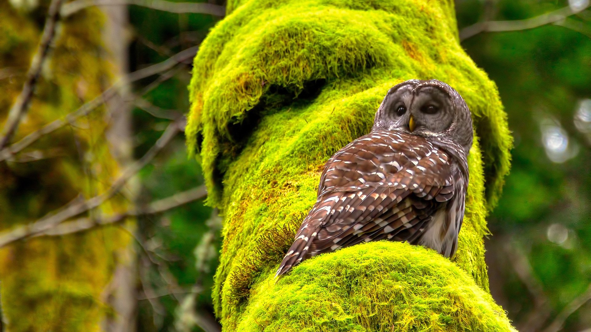 杜兰特世界排名战接管比赛！奇才血拼开拓者，巨星闪耀定乾坤