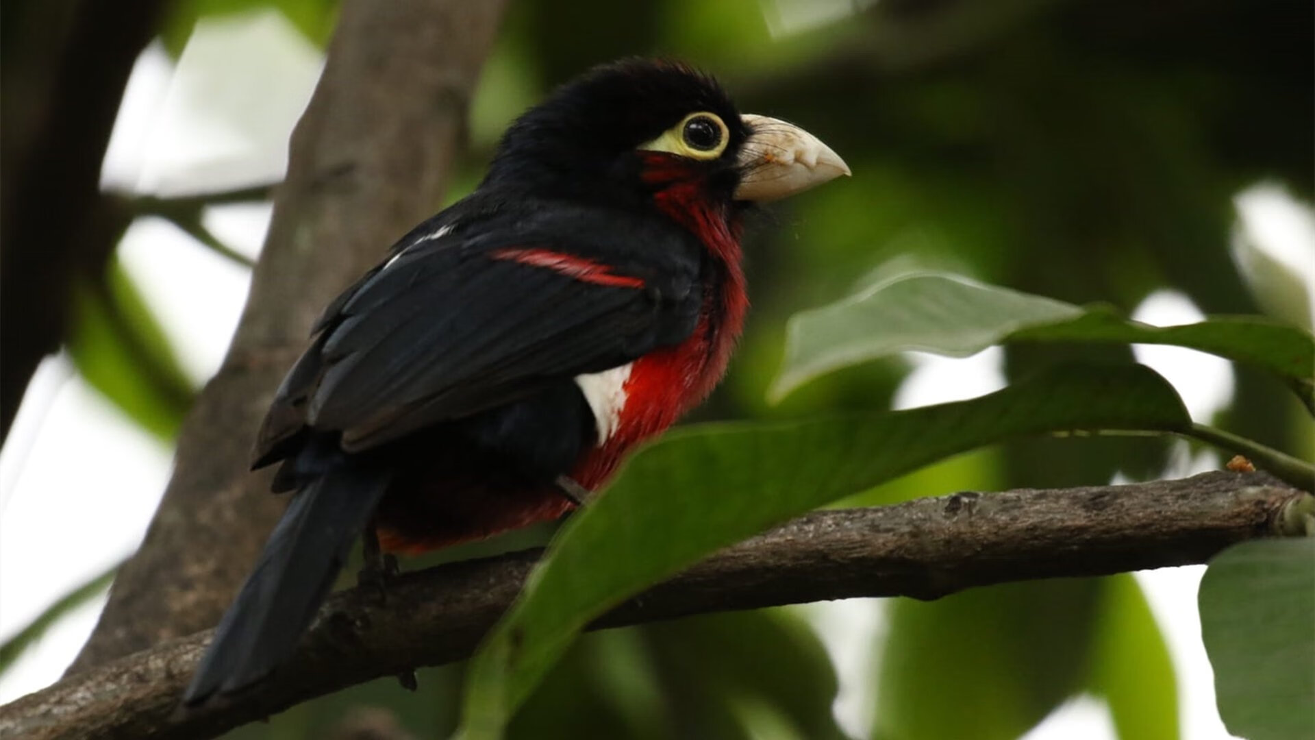 奥利维耶，撕裂暗夜的北非之刃，摩洛哥鏖战降服秘鲁雄鹰