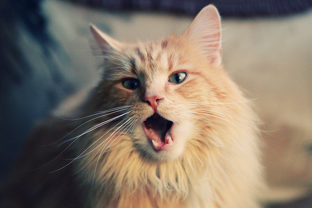 开云体育官网-高地雄风与紫百合之焰，皮克点燃跨界足球圣火