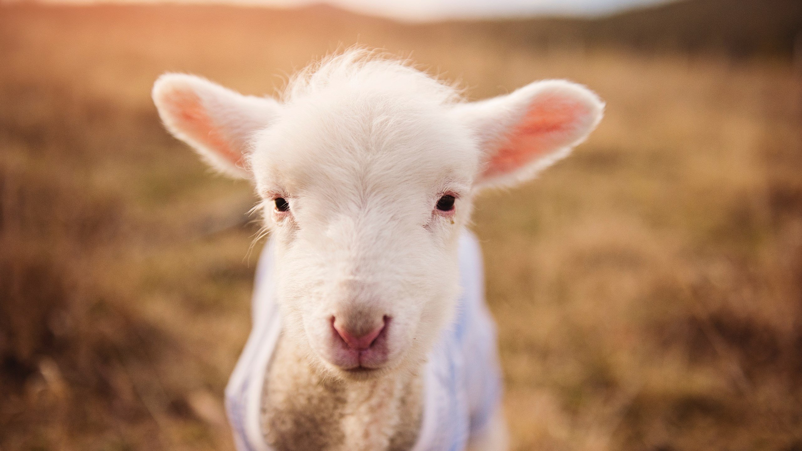 烈焰焚阳，热火抢七鏖战晋级，迈阿密的冠军心跳